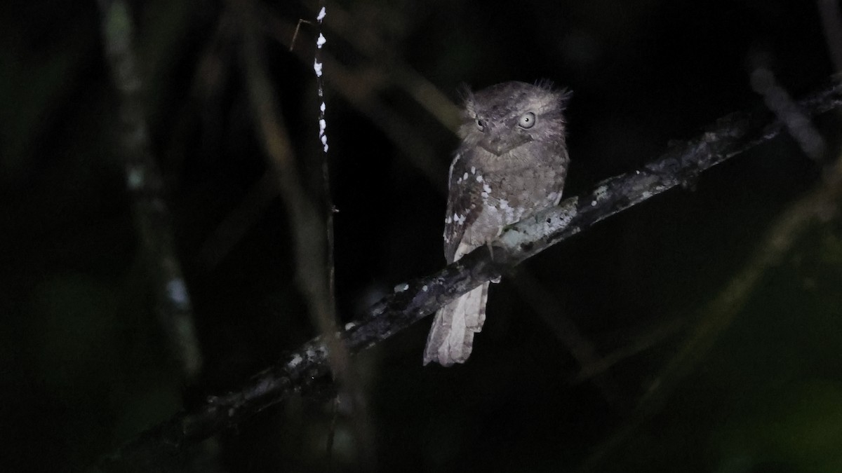 Sri Lanka Frogmouth - ML612145450