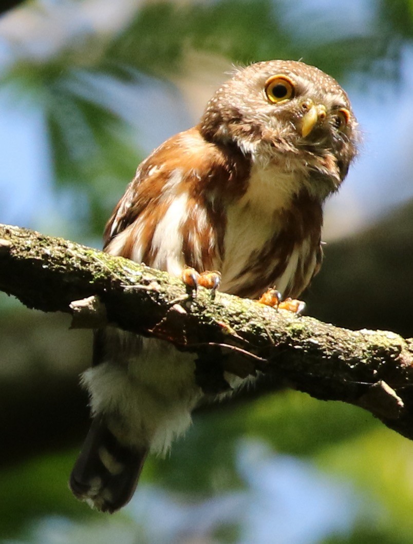 Least Pygmy-Owl - Connie Lintz