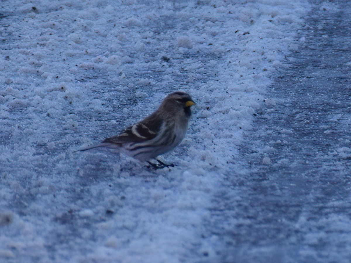 Redpoll (Common) - ML612145484
