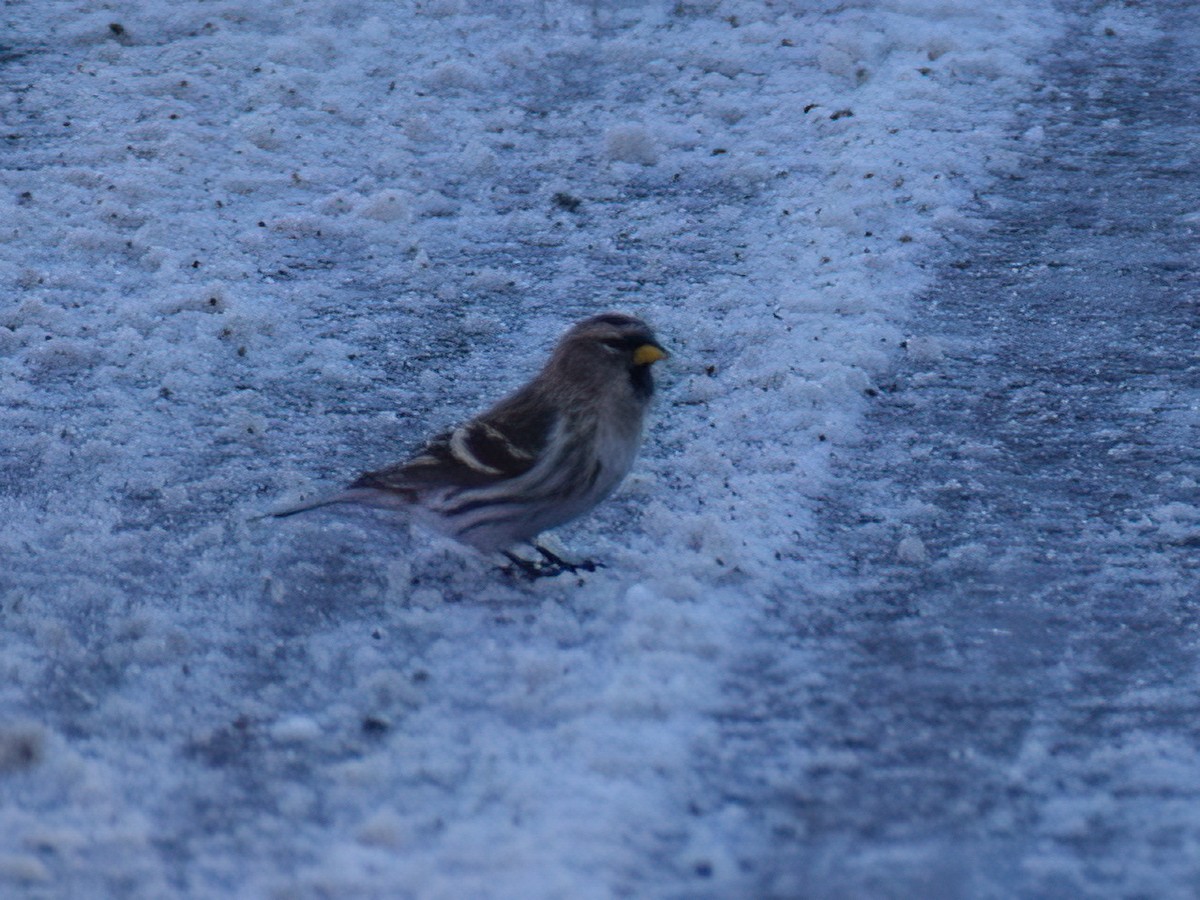 Common Redpoll - ML612145484