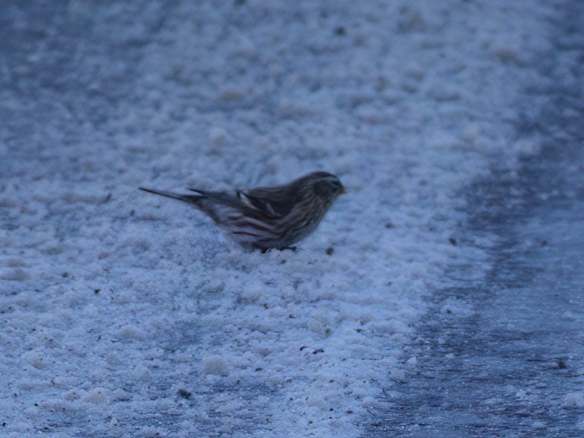 Redpoll (Common) - ML612145485