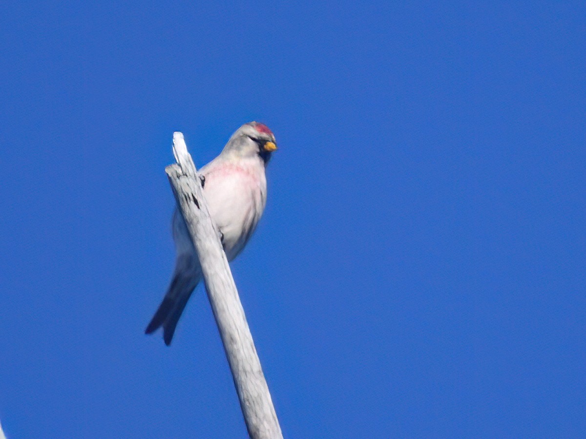 Common Redpoll - ML612145505