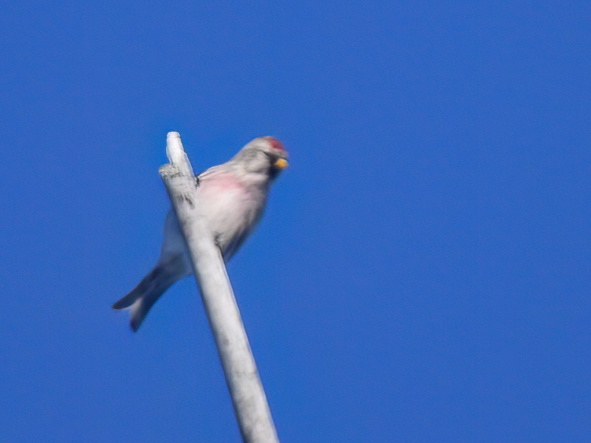 Common Redpoll - ML612145506