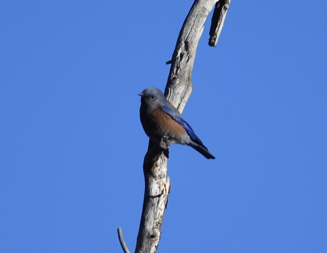 Western Bluebird - M. Rogers