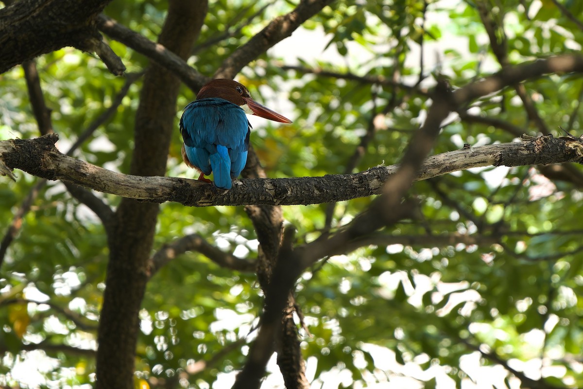 White-throated Kingfisher - ML612145696