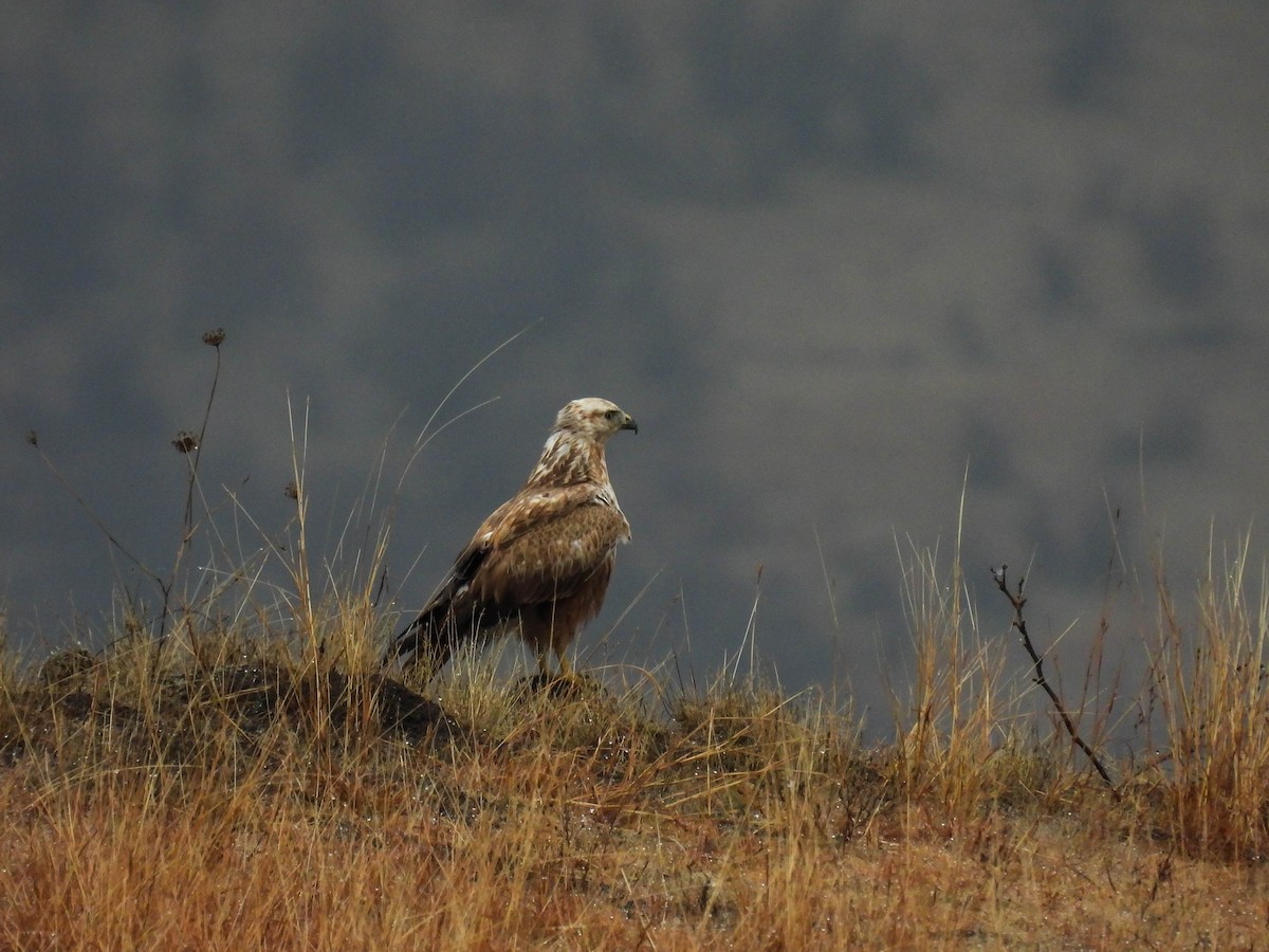 Long-legged Buzzard - Alexander Kitiashvili