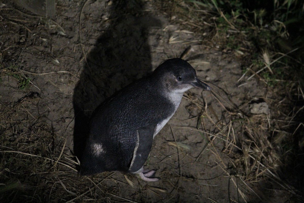 Little Penguin - Michelle Feng