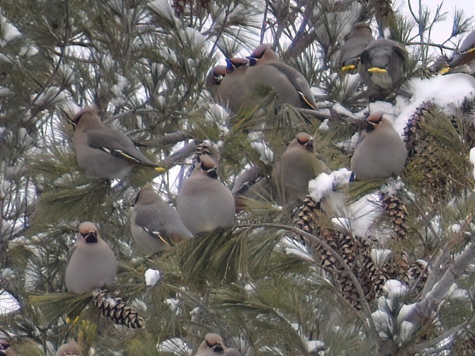 Bohemian Waxwing - ML612145803