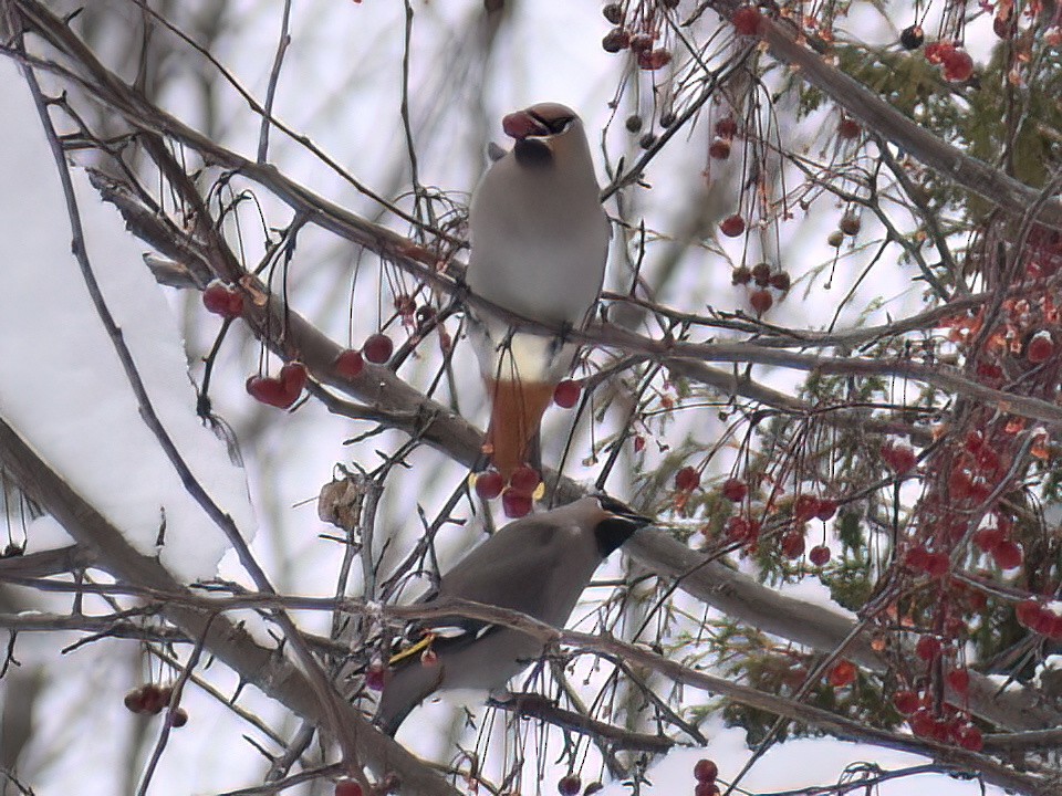 Bohemian Waxwing - ML612145823