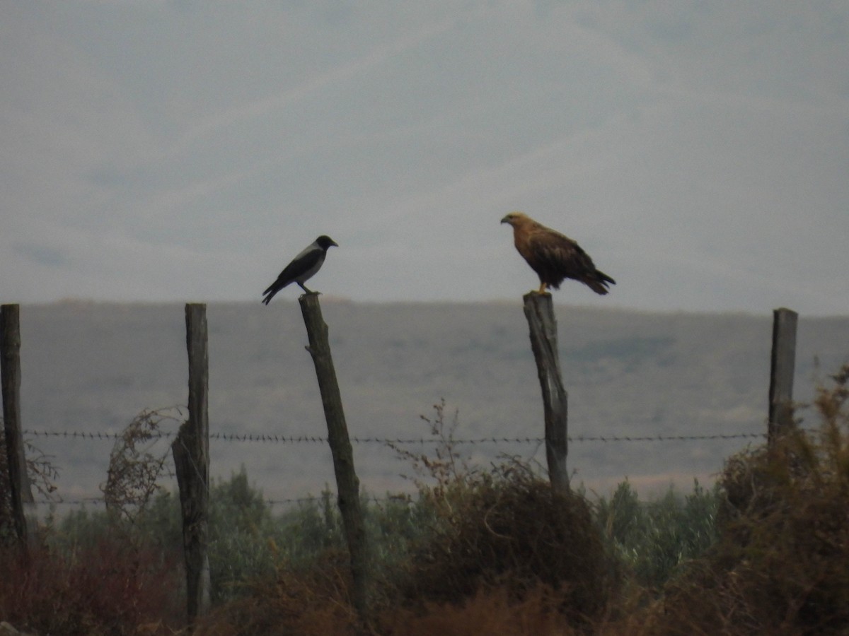 Long-legged Buzzard - ML612145828