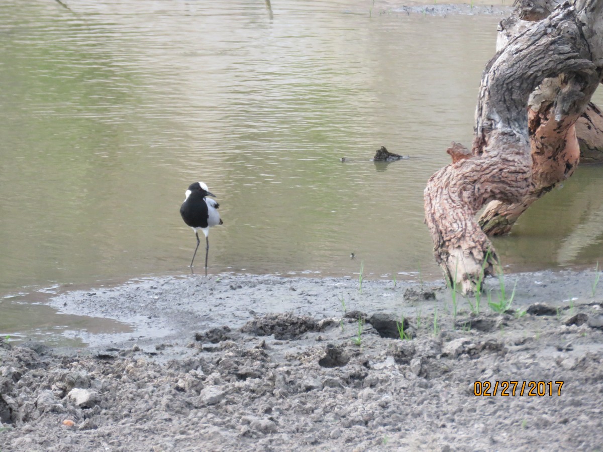 Blacksmith Lapwing - ML612145871