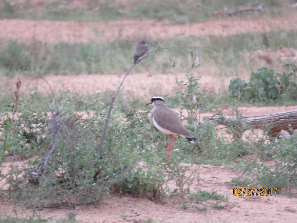 Crowned Lapwing - ML612145900