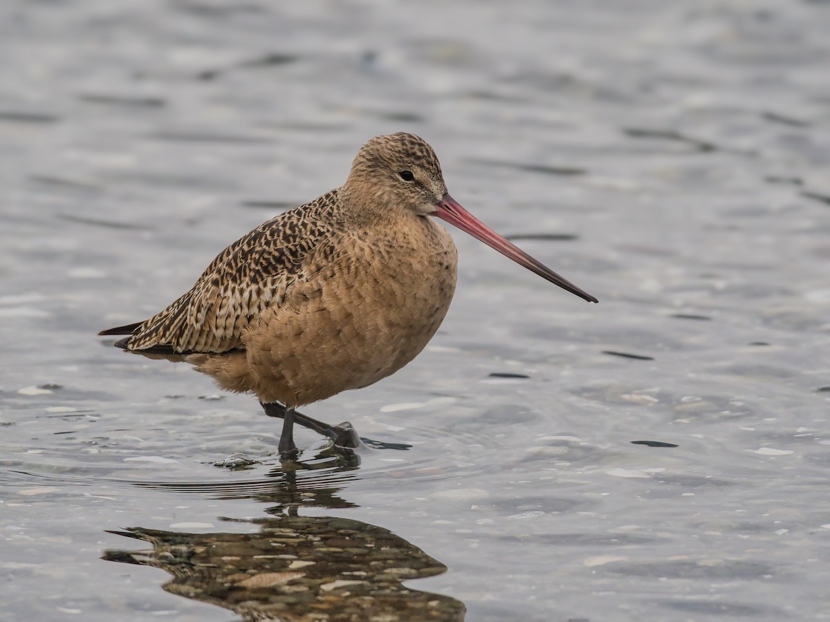 Marbled Godwit - ML612145904