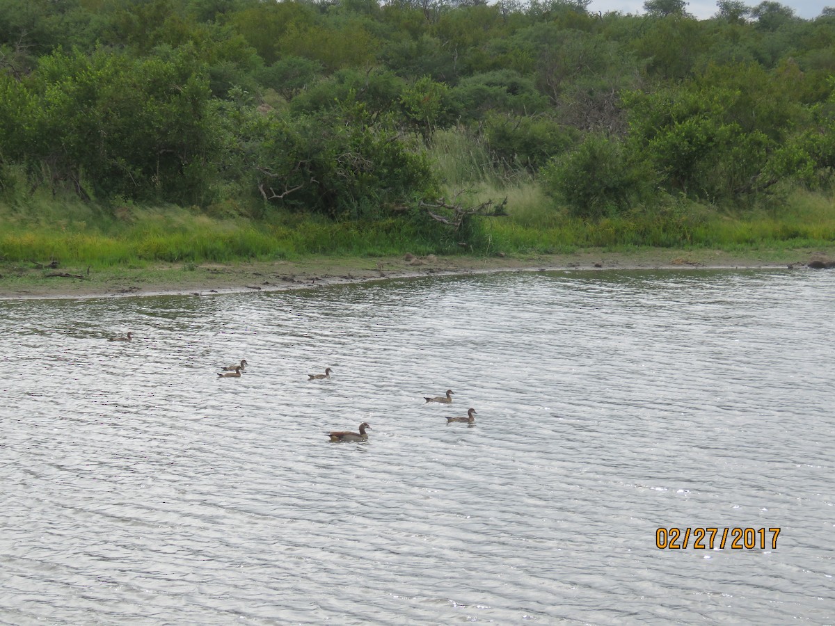 Egyptian Goose - ML612145969