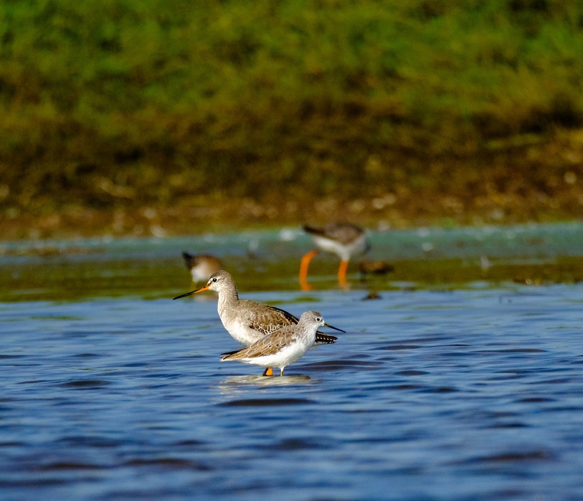 Spotted Redshank - ML612146012