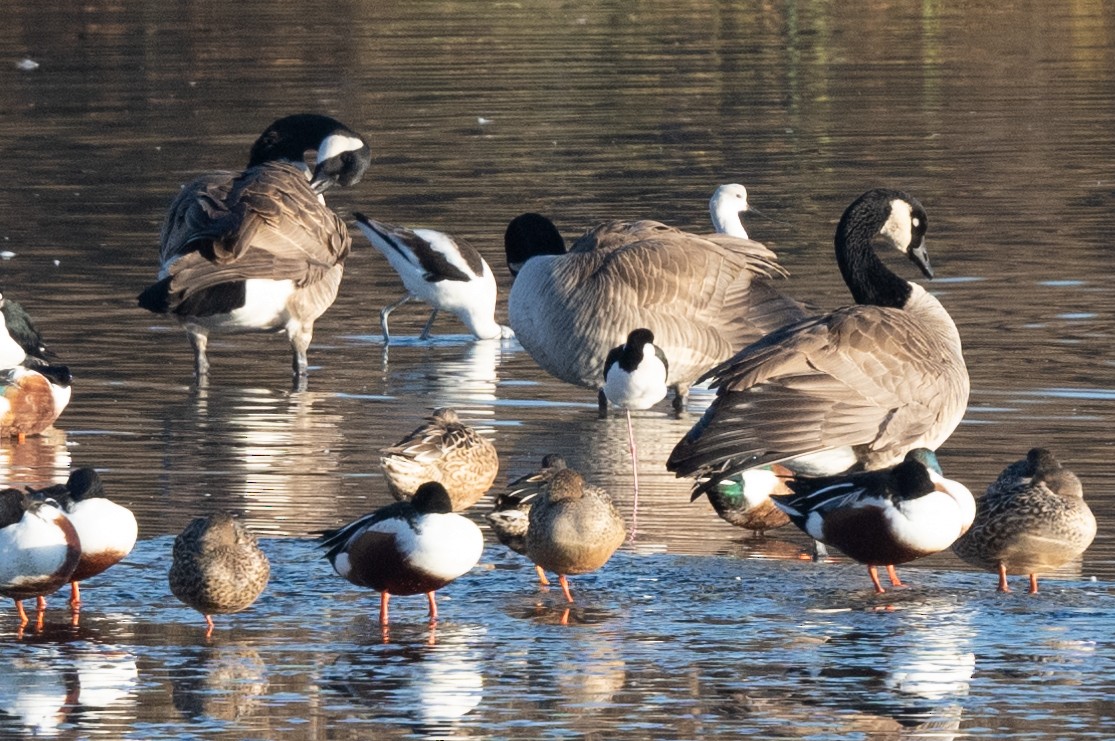 Canada Goose - ML612146025