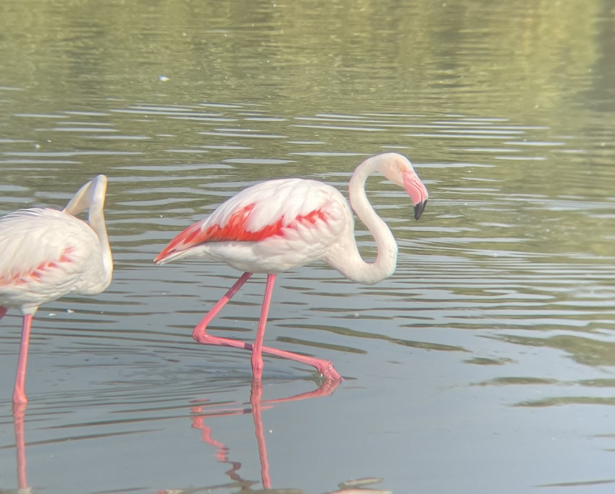 Greater Flamingo - ML612146040