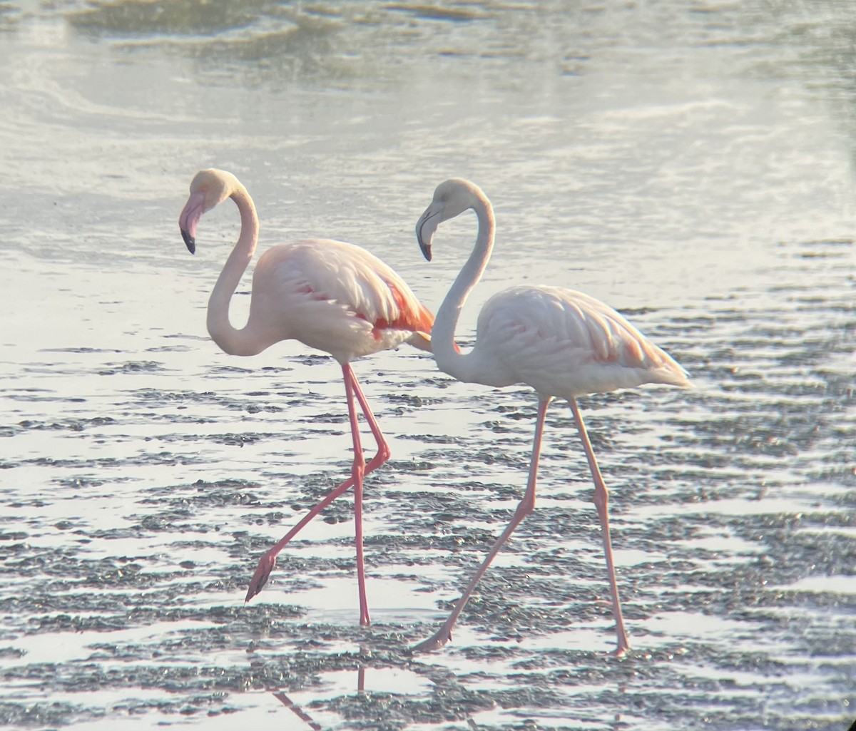 Greater Flamingo - ML612146043