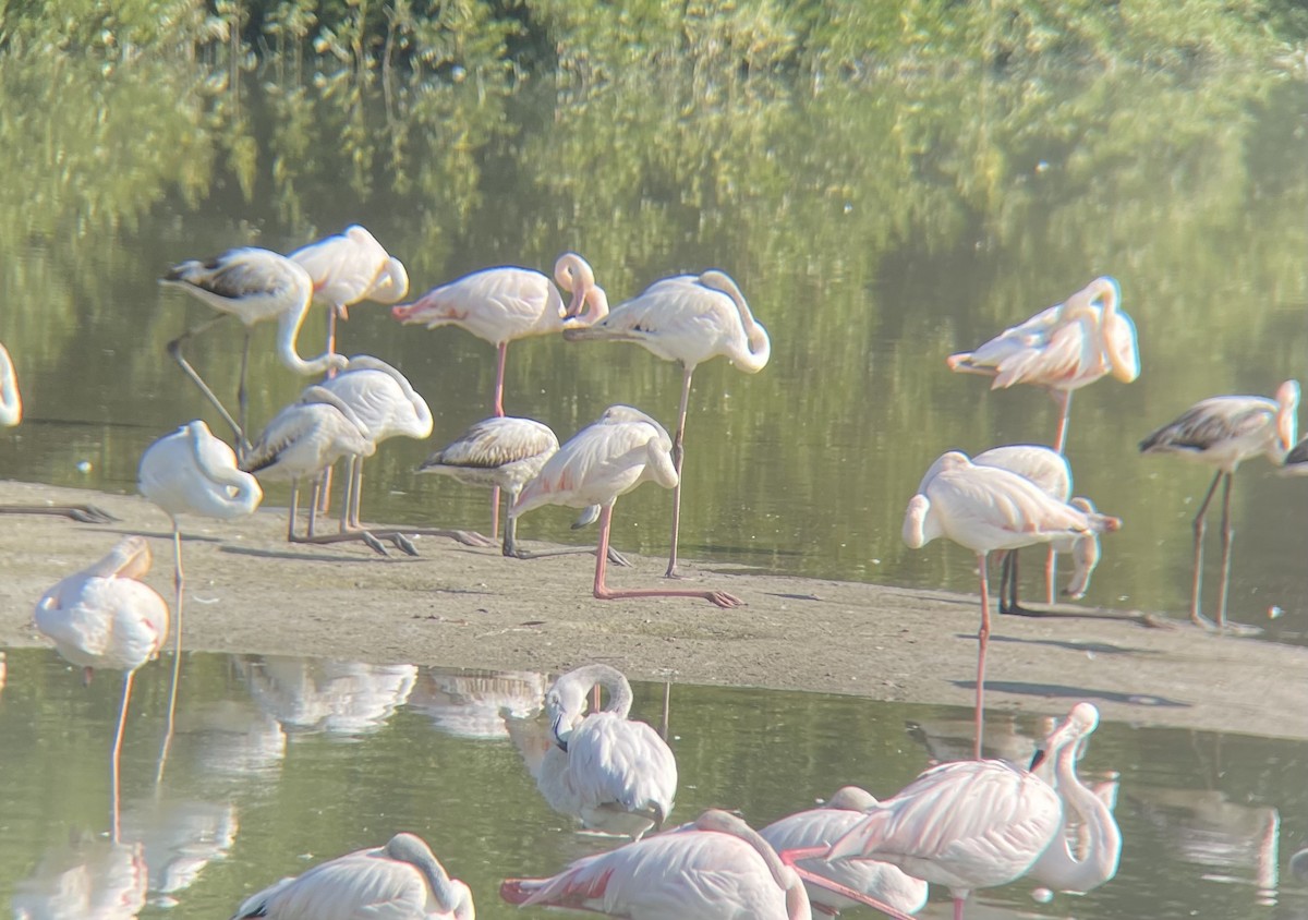 Greater Flamingo - ML612146044