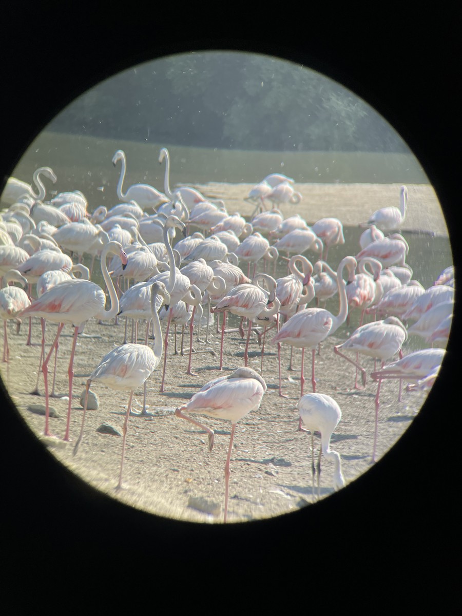 Greater Flamingo - ML612146046