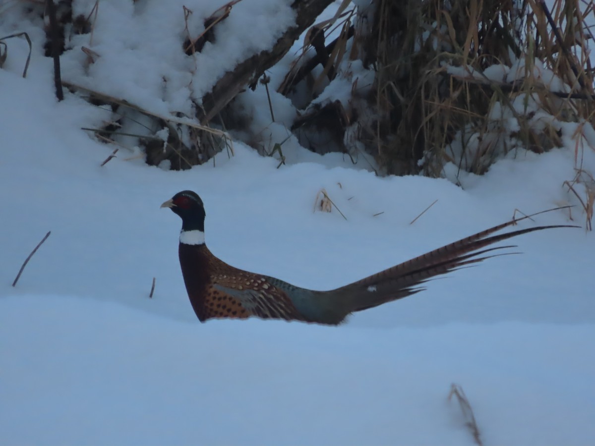 Ring-necked Pheasant - ML612146053