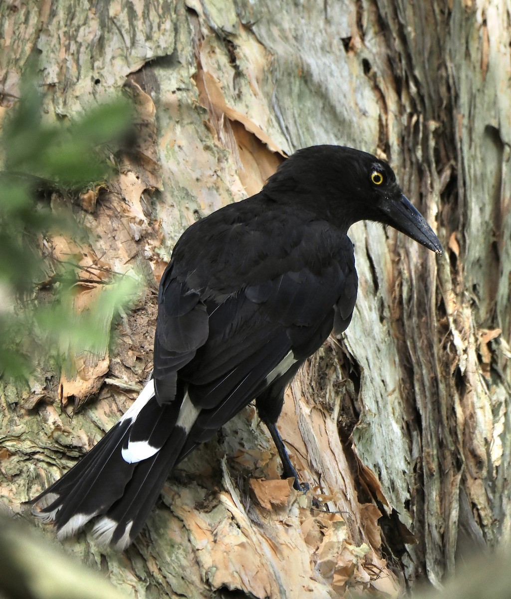 Pied Currawong - ML612146055