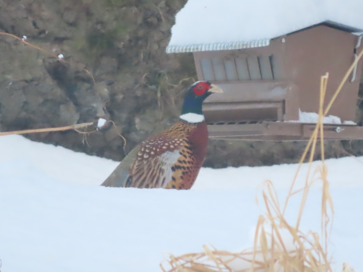 Ring-necked Pheasant - ML612146060