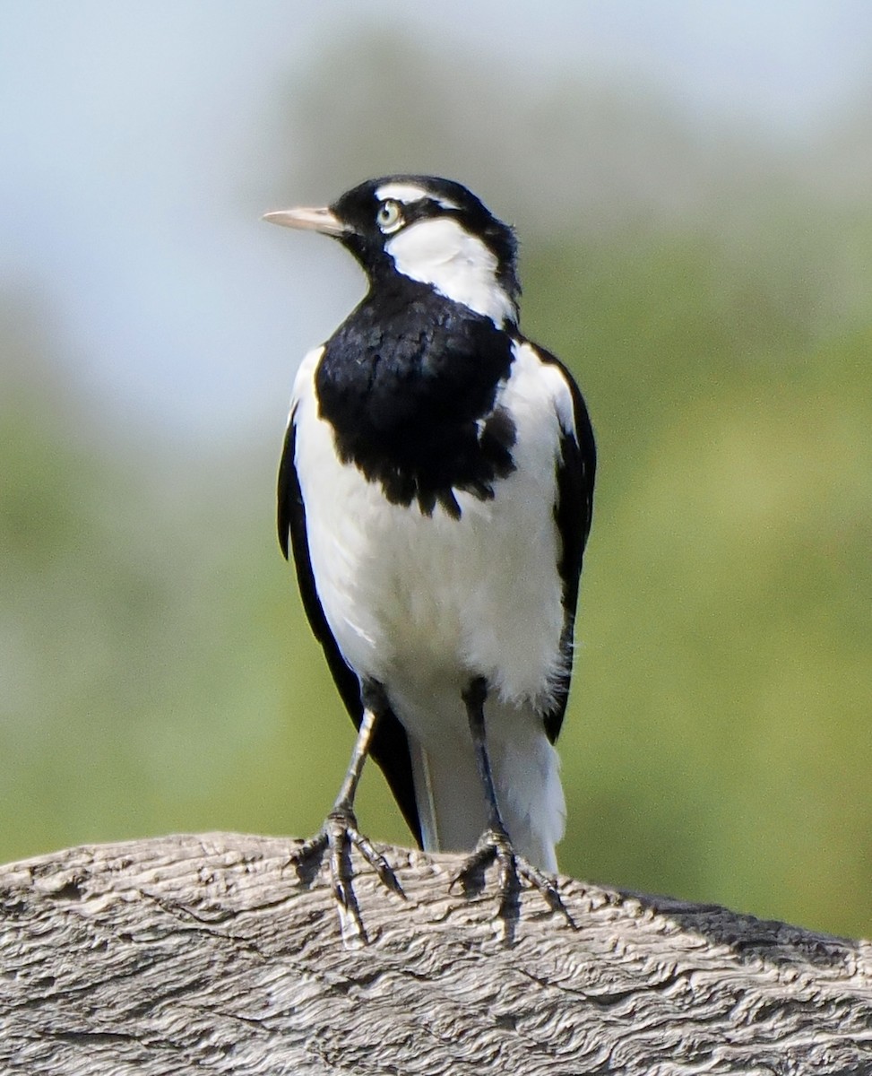 Magpie-lark - ML612146101