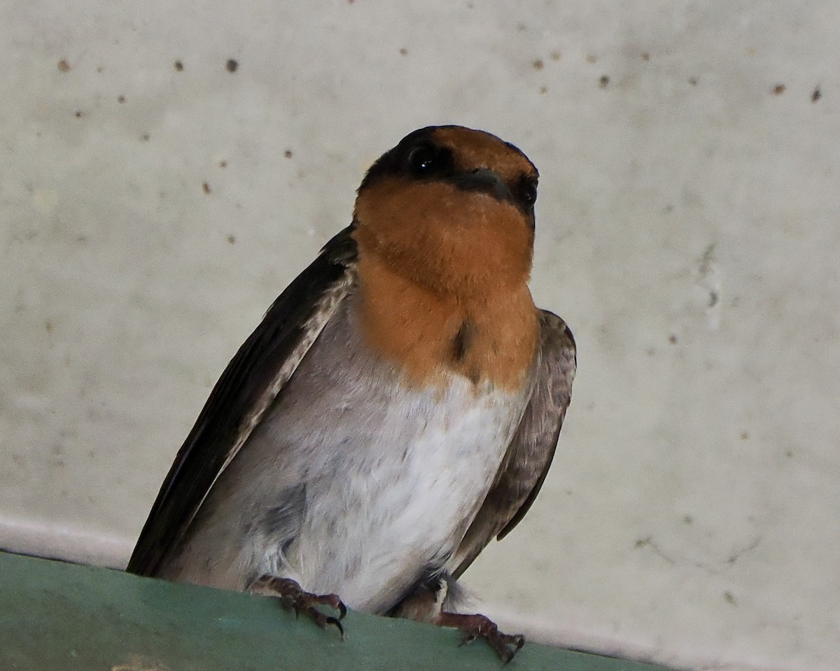 Welcome Swallow - ML612146108