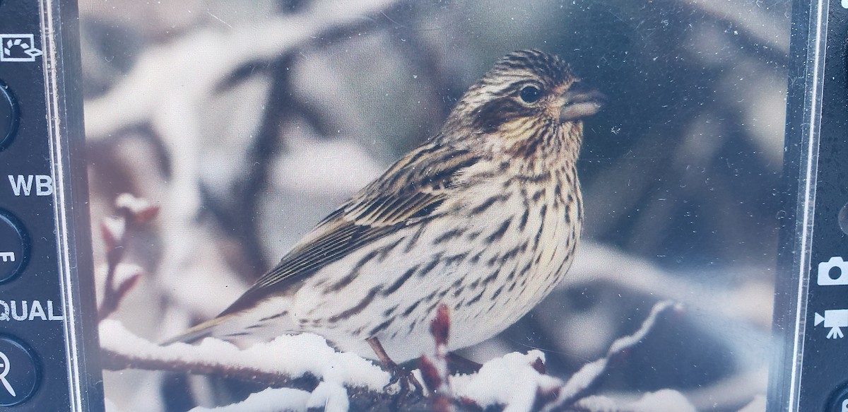 Cassin's Finch - ML612146119