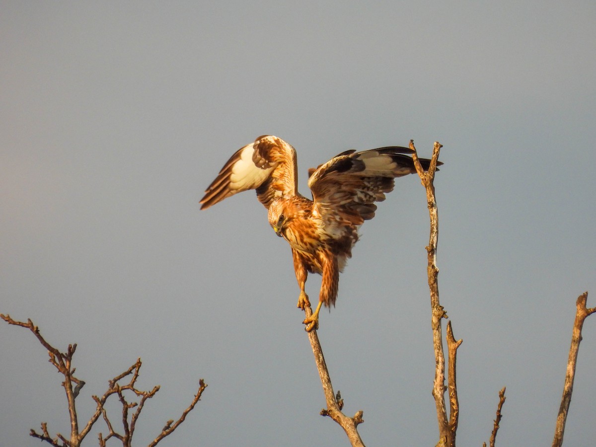 Long-legged Buzzard - ML612146122