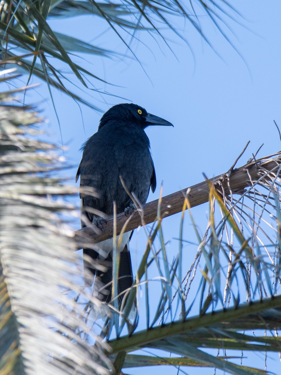 Pied Currawong - ML612146235