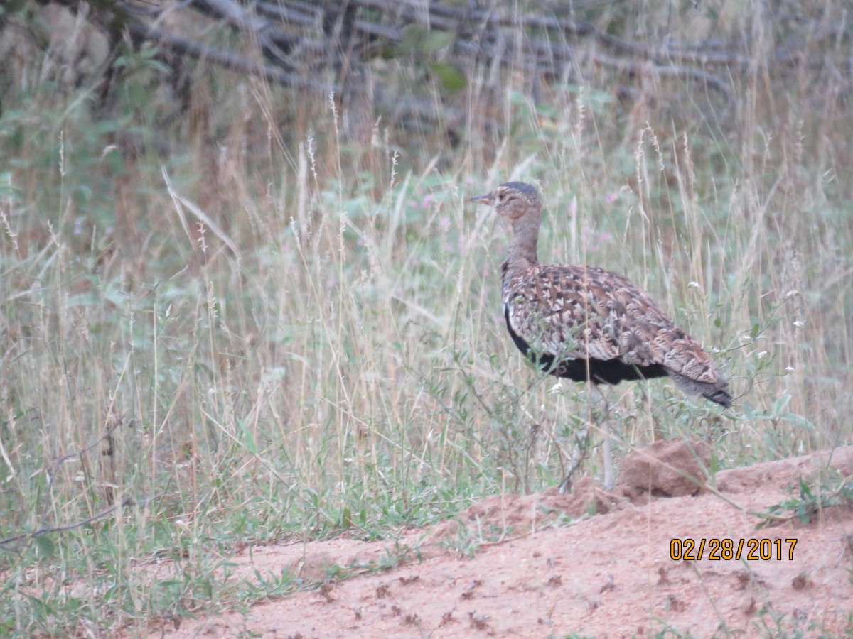 Red-crested Bustard - ML612146316
