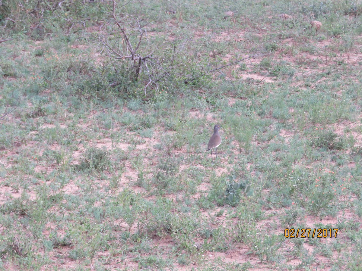 Senegal Lapwing - ML612146329