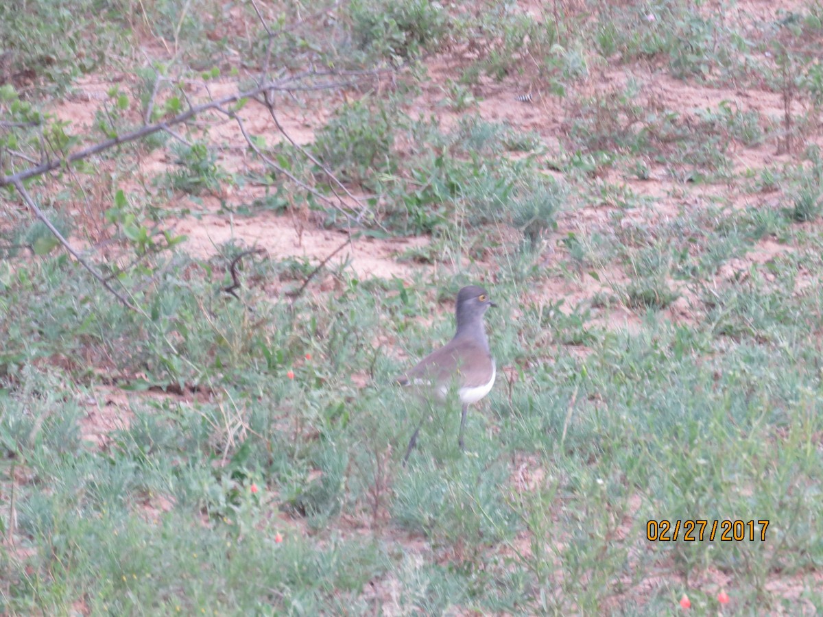 Senegal Lapwing - ML612146330