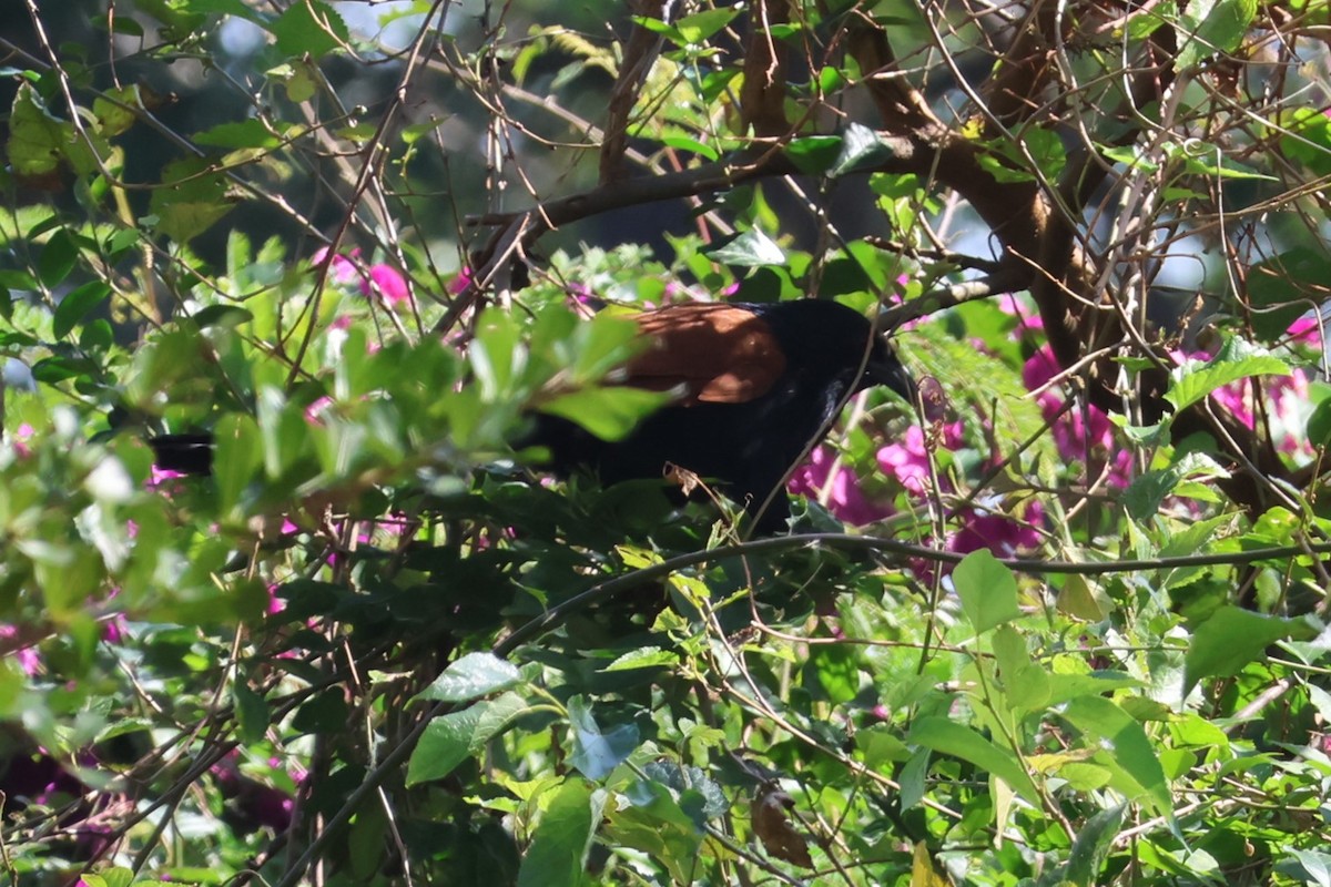 Greater Coucal - ML612146394