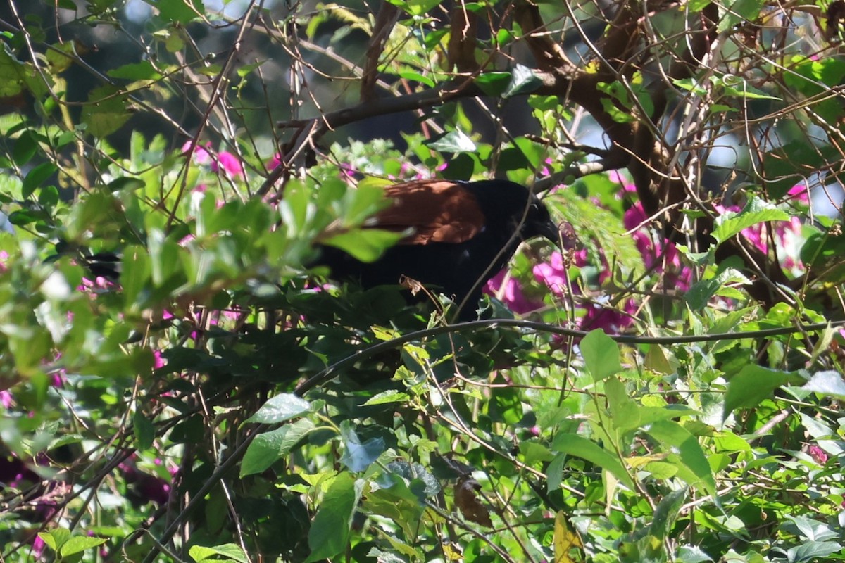 Greater Coucal - ML612146395