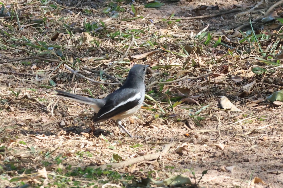 Oriental Magpie-Robin - ML612146401