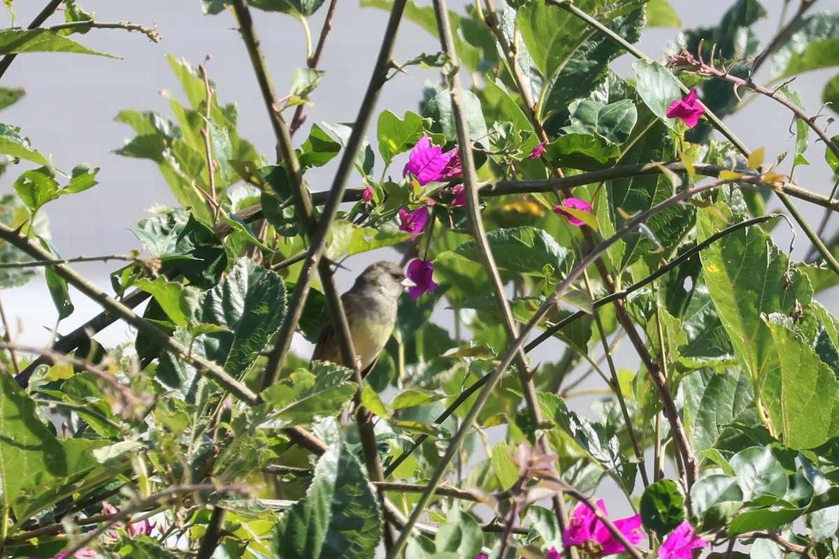 Black-faced Bunting - ML612146407