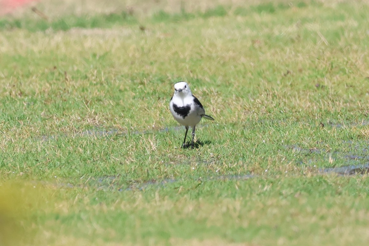 White Wagtail - ML612146429