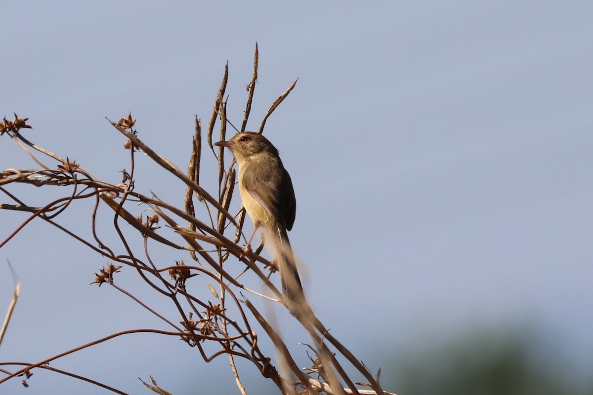 Plain Prinia - ML612146447