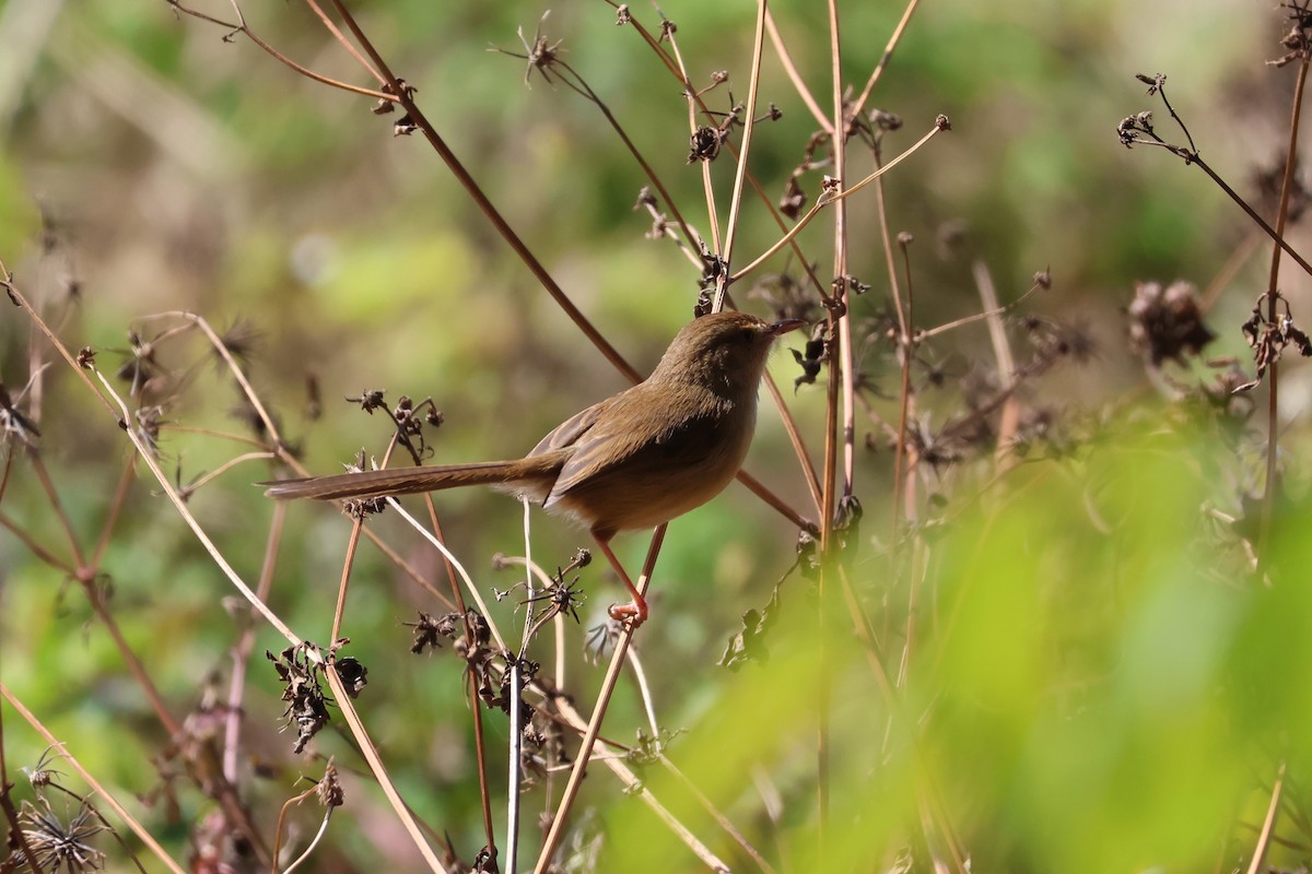 Plain Prinia - ML612146450