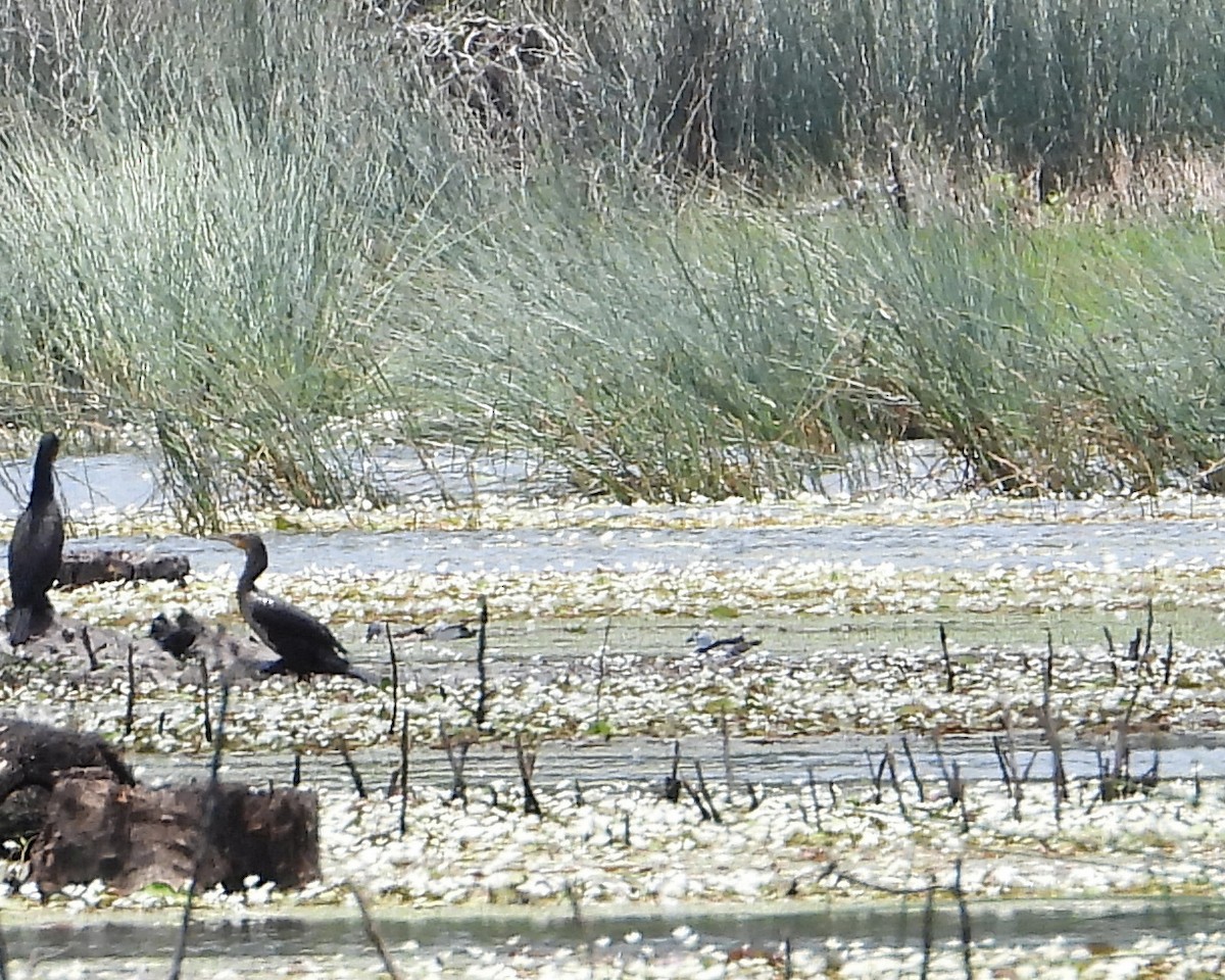 Cotton Pygmy-Goose - ML612146514