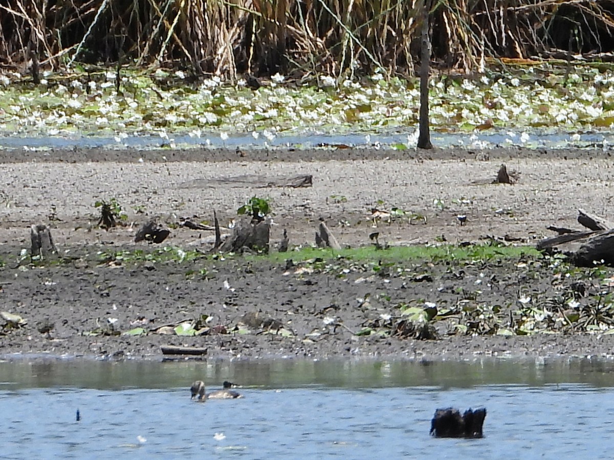 Australasian Grebe - ML612146520