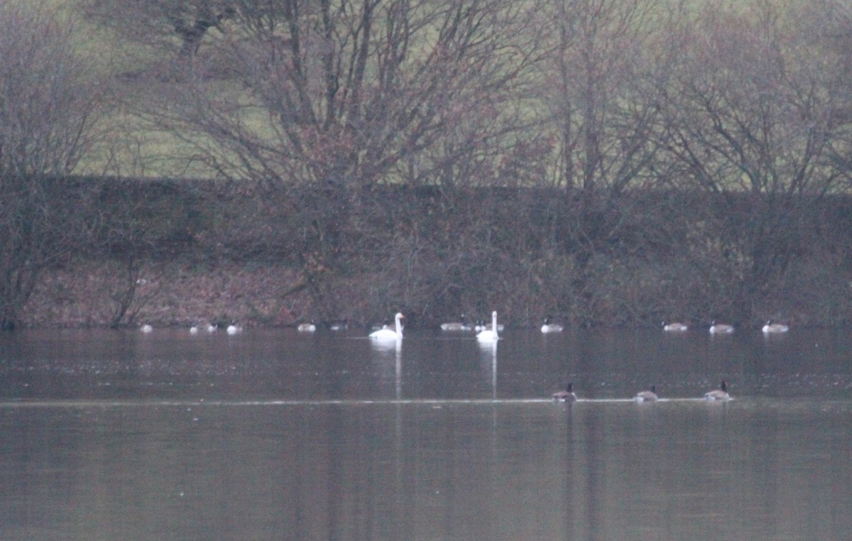 Whooper Swan - Alexander Lees