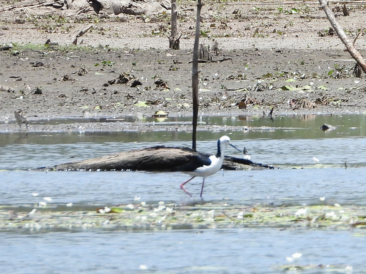 Pied Stilt - ML612146537