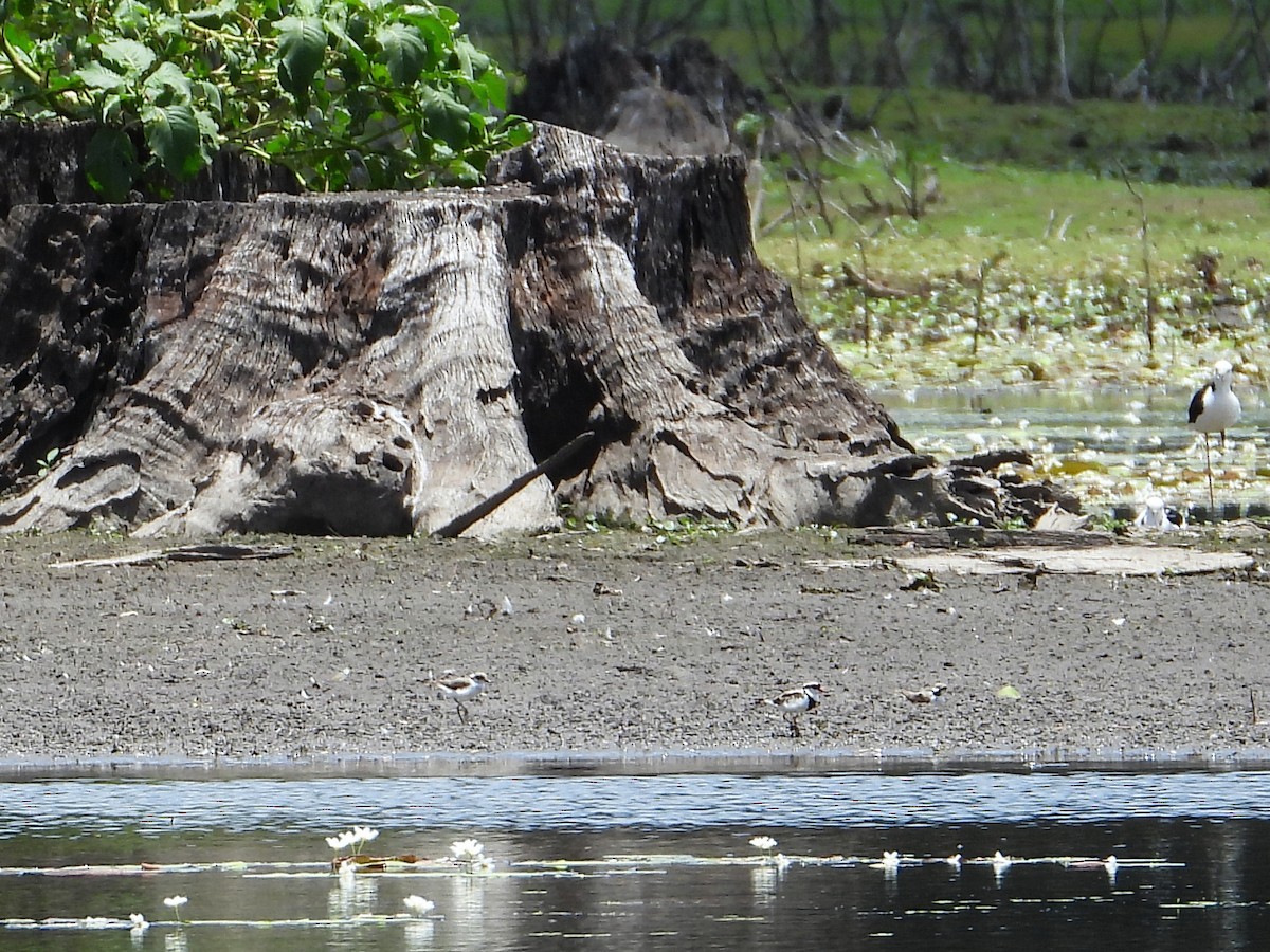 Pied Stilt - ML612146538