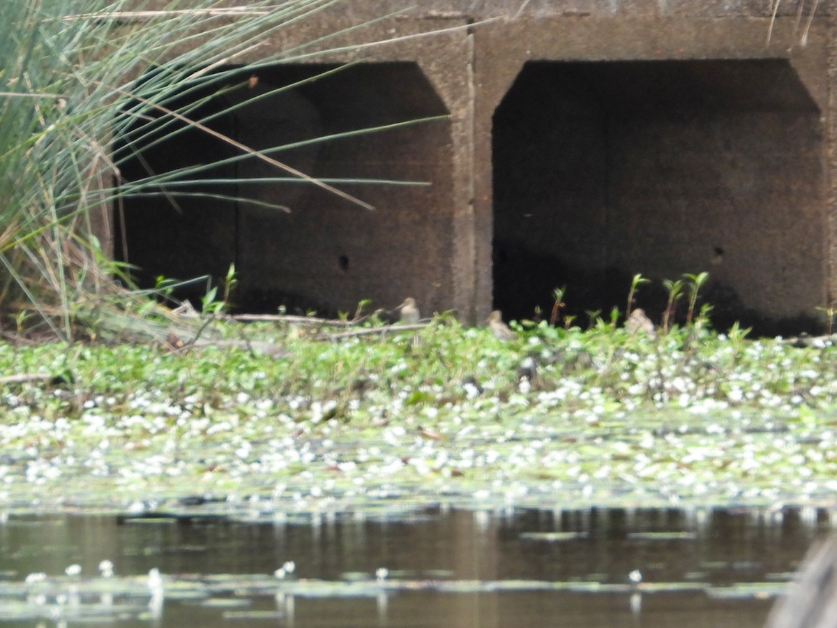 Latham's Snipe - ML612146546