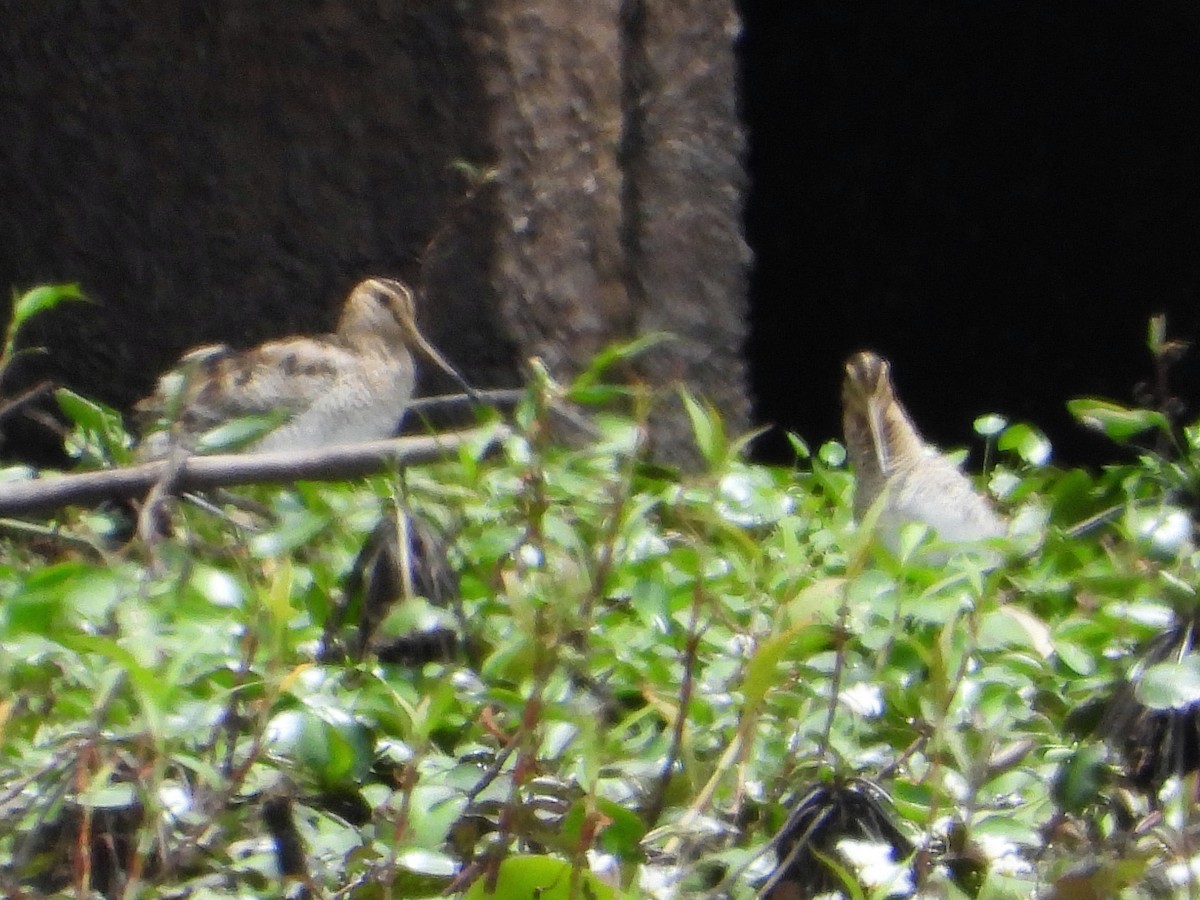 Latham's Snipe - ML612146547