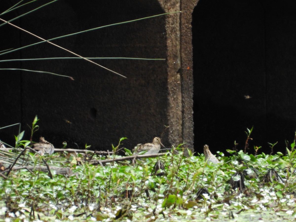 Latham's Snipe - ML612146548